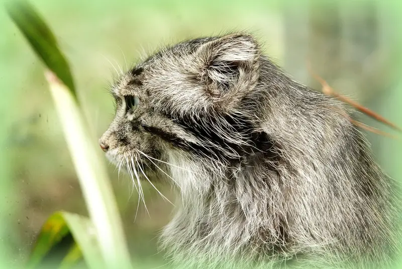 A photograph of Bartok in Les Terres de Nataé