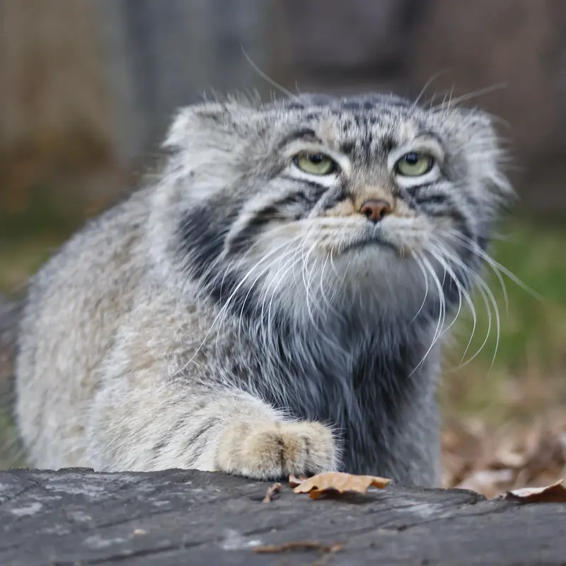 A photograph of Timofey in Moscow zoo