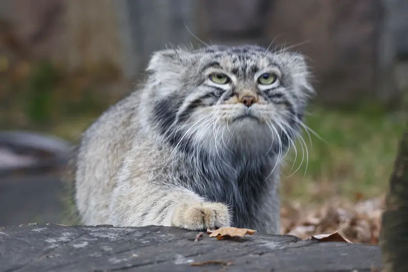 A photograph of Timofey in Moscow zoo