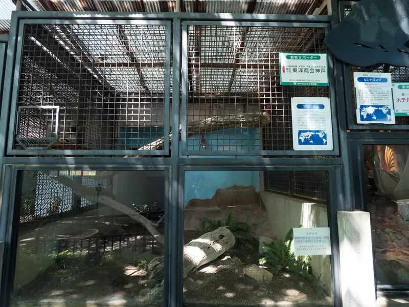 A photograph of Iris in Kobe Oji Zoo