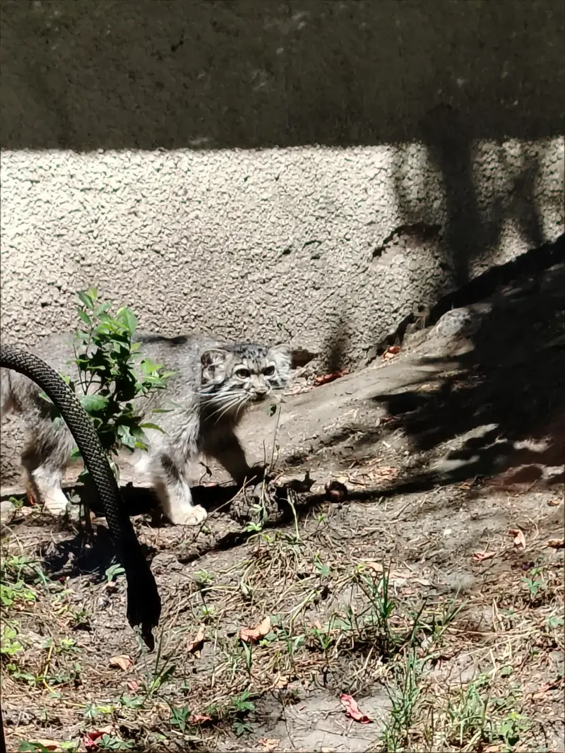 A photograph of Lucy in Budapest Zoo & Botanical Garden
