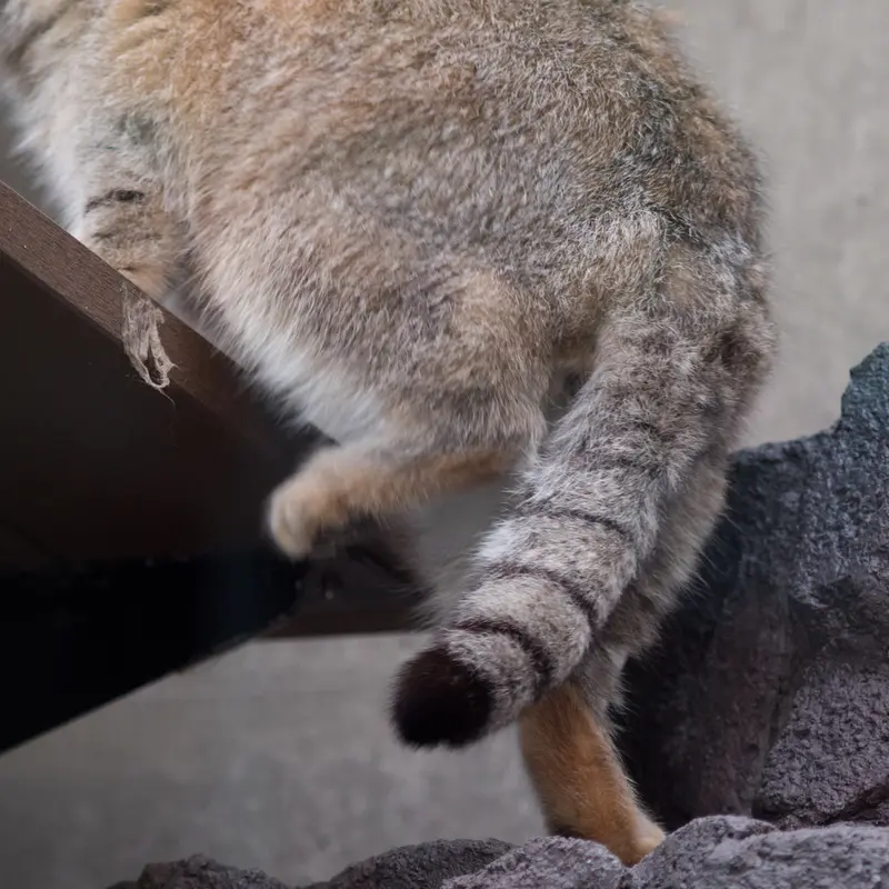 A photograph of Grusha in Asahiyama Zoo