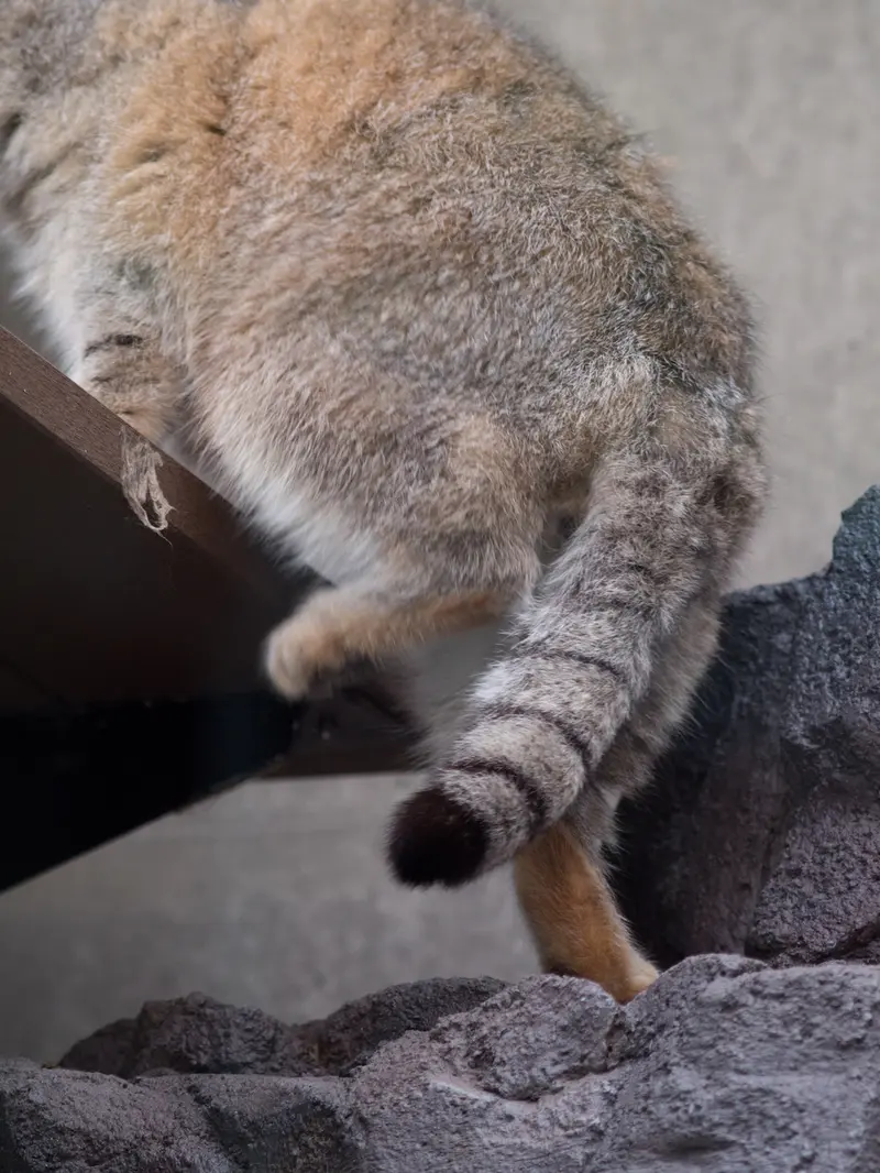 A photograph of Grusha in Asahiyama Zoo