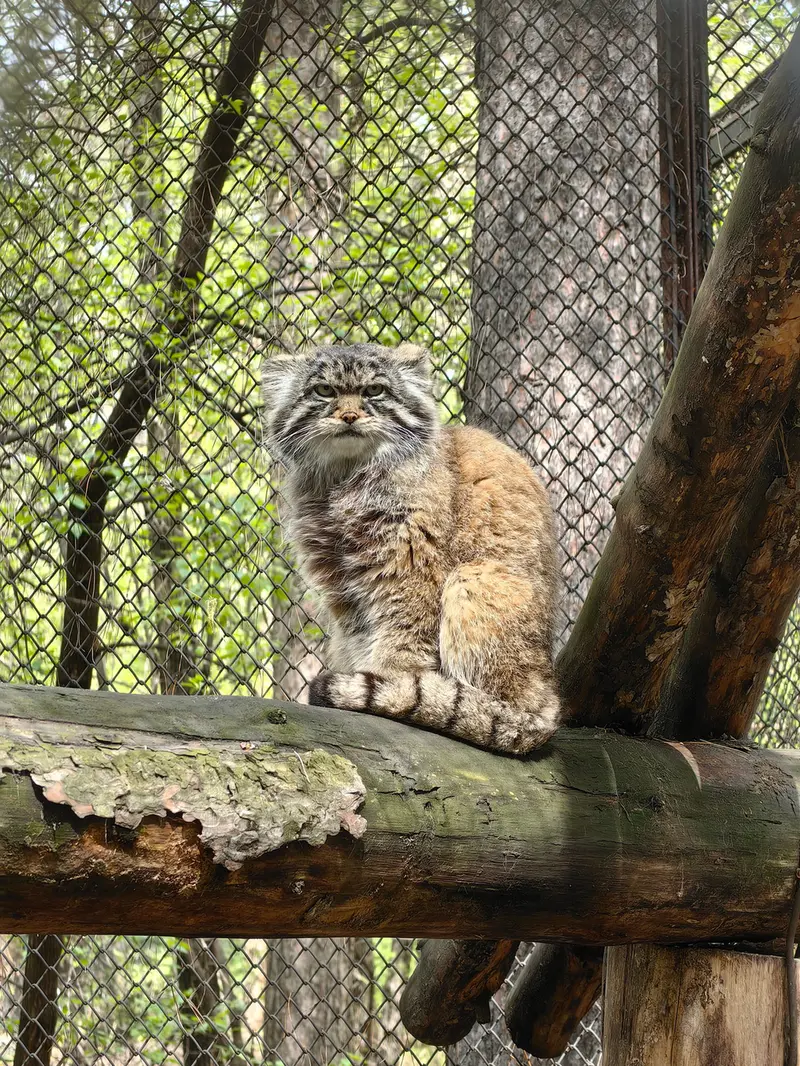 A photograph of a Pallas's cat