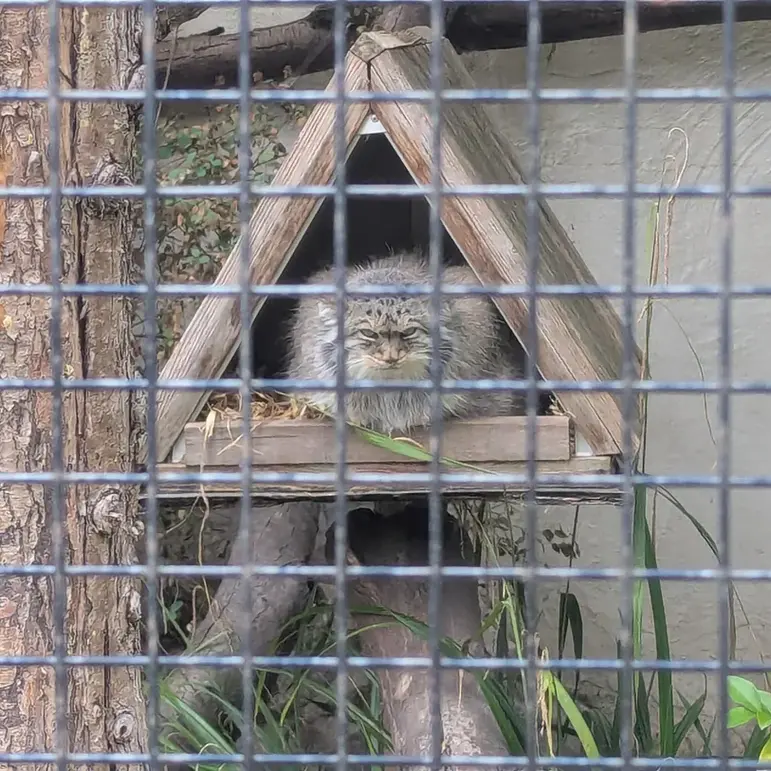 A photograph of Pomponnette in Lille Zoo