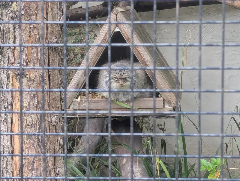 A photograph of Pomponnette in Lille Zoo