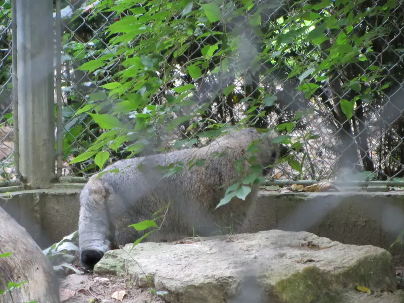 A photograph of Oural in Mulhouse Zoological and Botanical Park