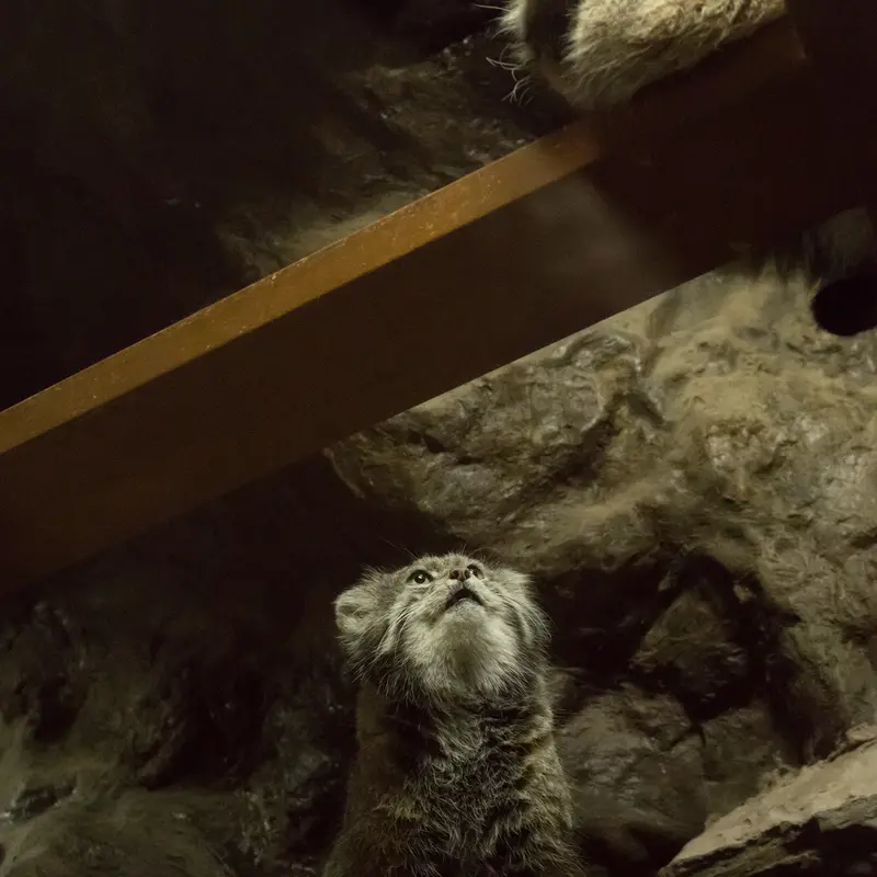 A photograph of Primula and Klyon in Ueno Zoological Gardens