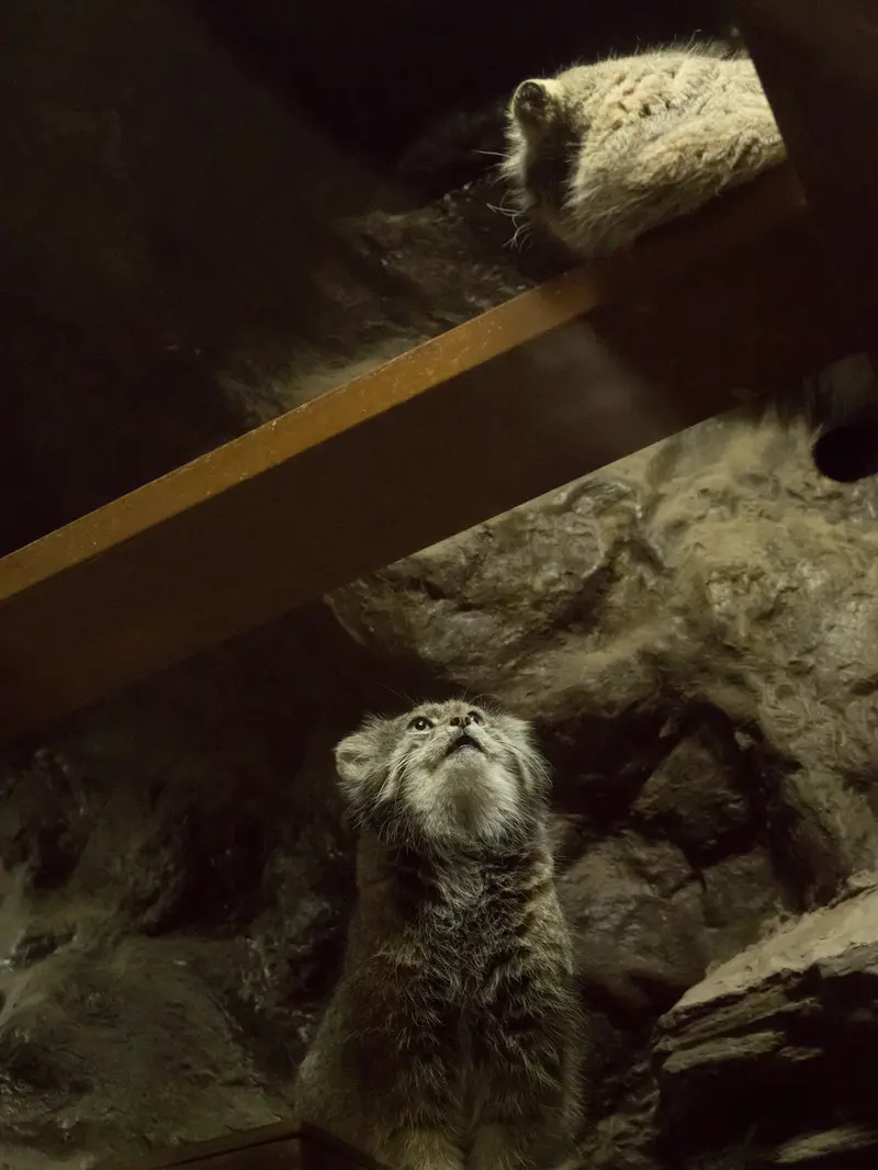 A photograph of Primula and Klyon in Ueno Zoological Gardens