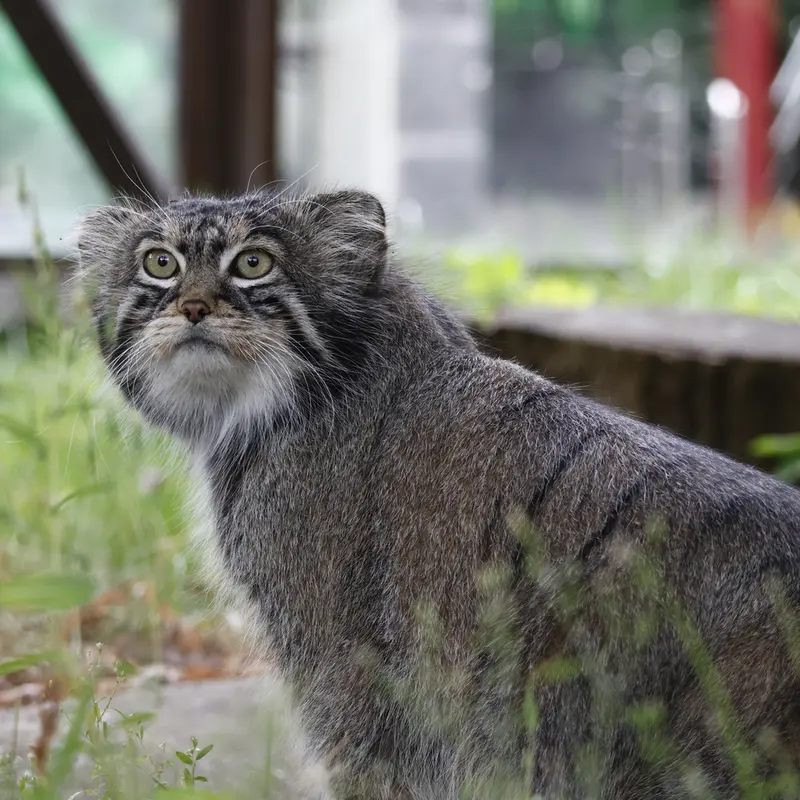 A photograph of a Pallas's cat
