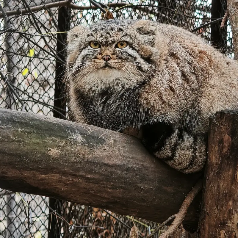 A photograph of Daughter of Adele b.2026 Ⅱ in Novosibirsk Zoo