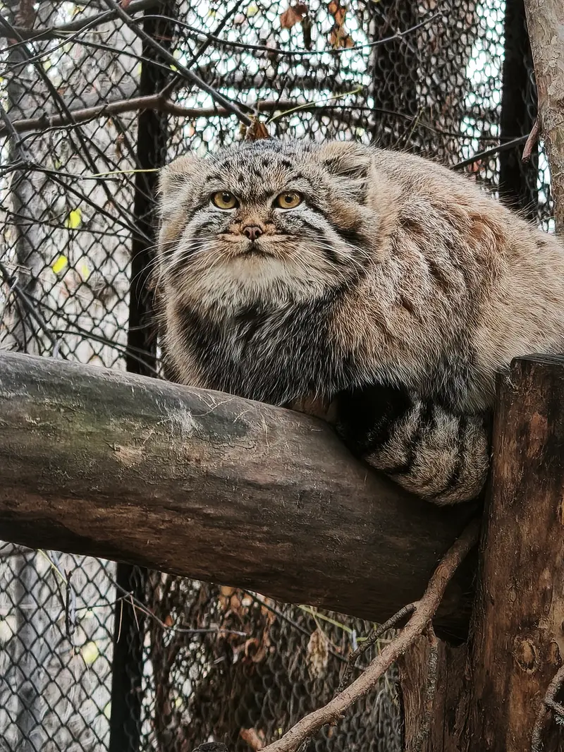 A photograph of Daughter of Adele b.2026 Ⅱ in Novosibirsk Zoo