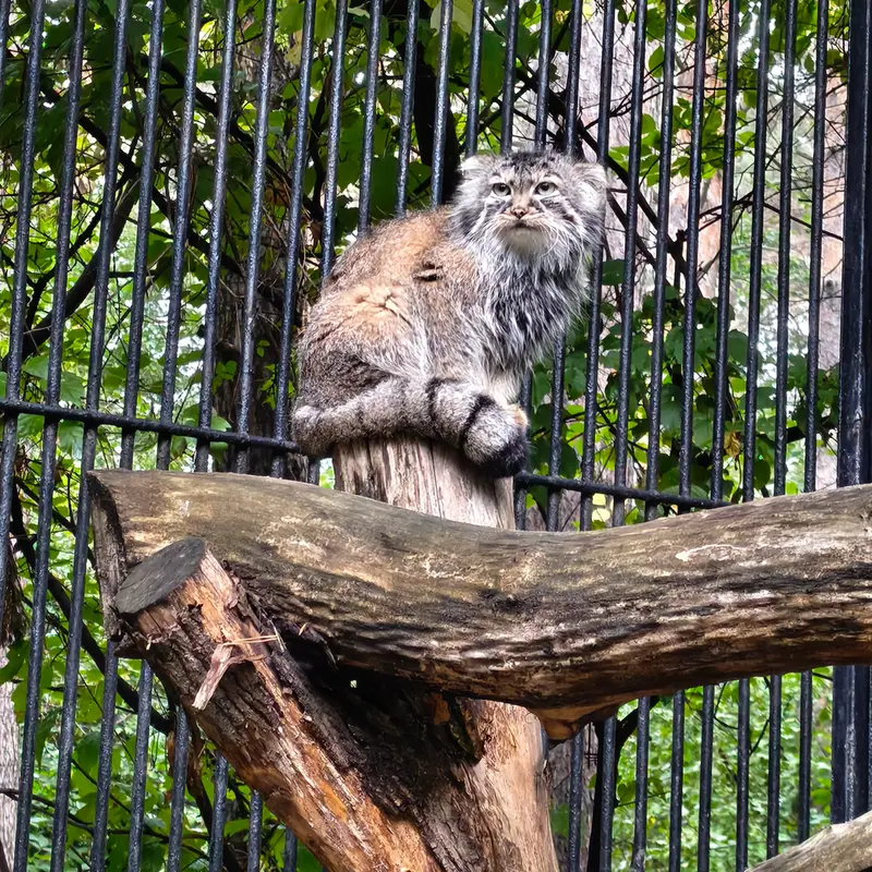 A photograph of Gabi in Novosibirsk Zoo