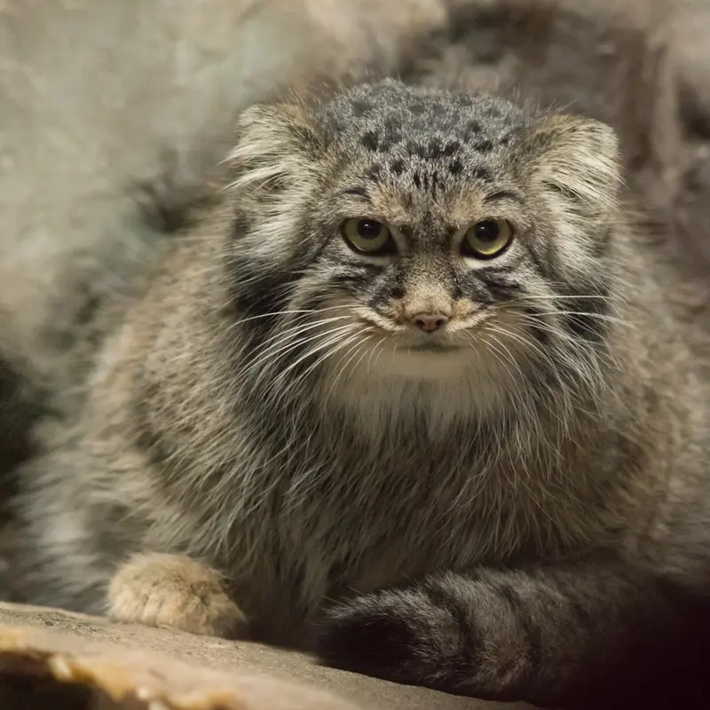 A photograph of Shafran in Ueno Zoological Gardens