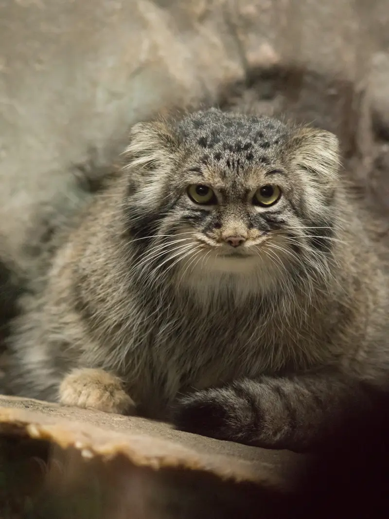 A photograph of Shafran in Ueno Zoological Gardens