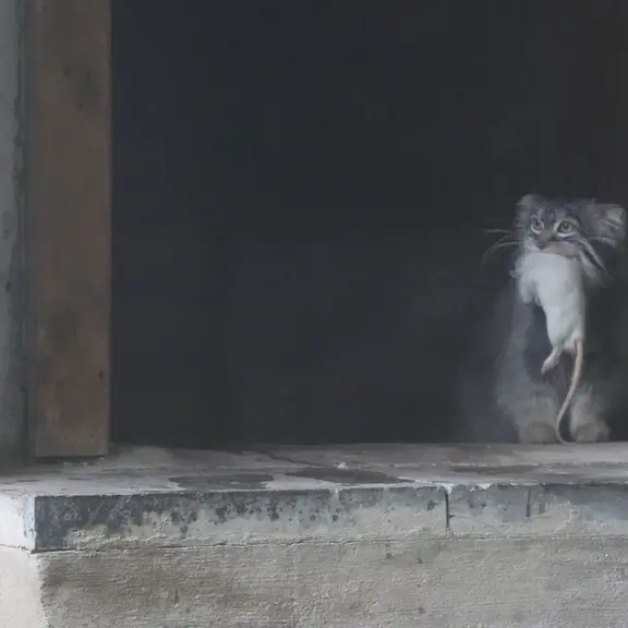 A photograph of a Pallas's cat in Moscow zoo