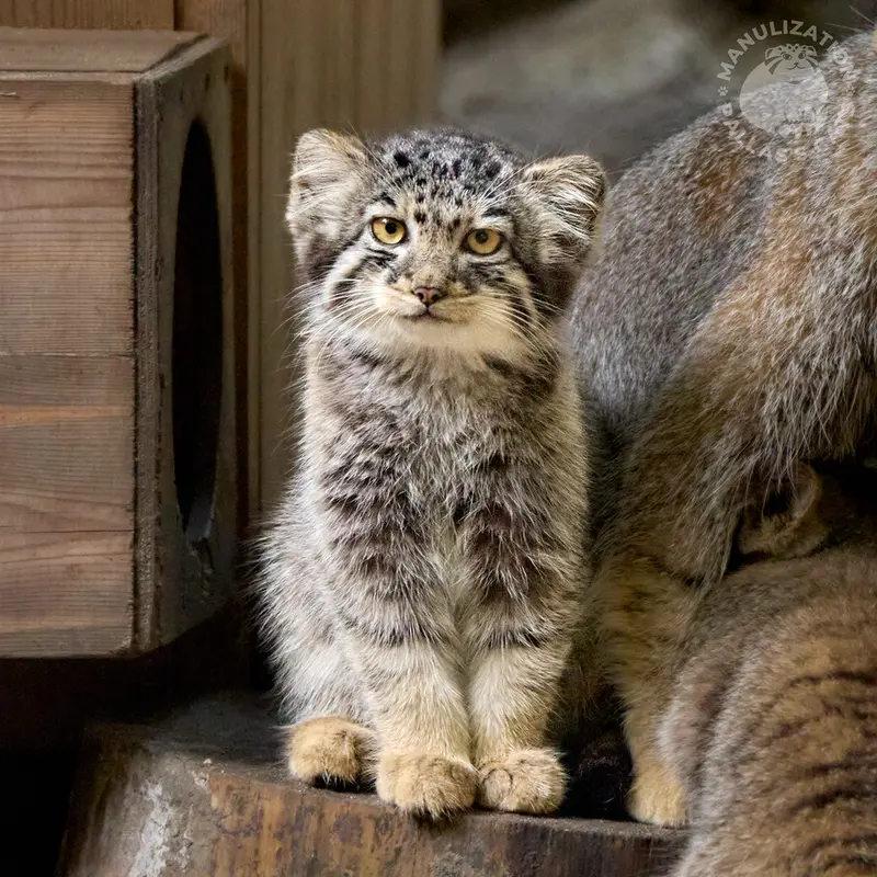 A photograph of Kitten of Eve b.2026 Ⅴ in Novosibirsk Zoo
