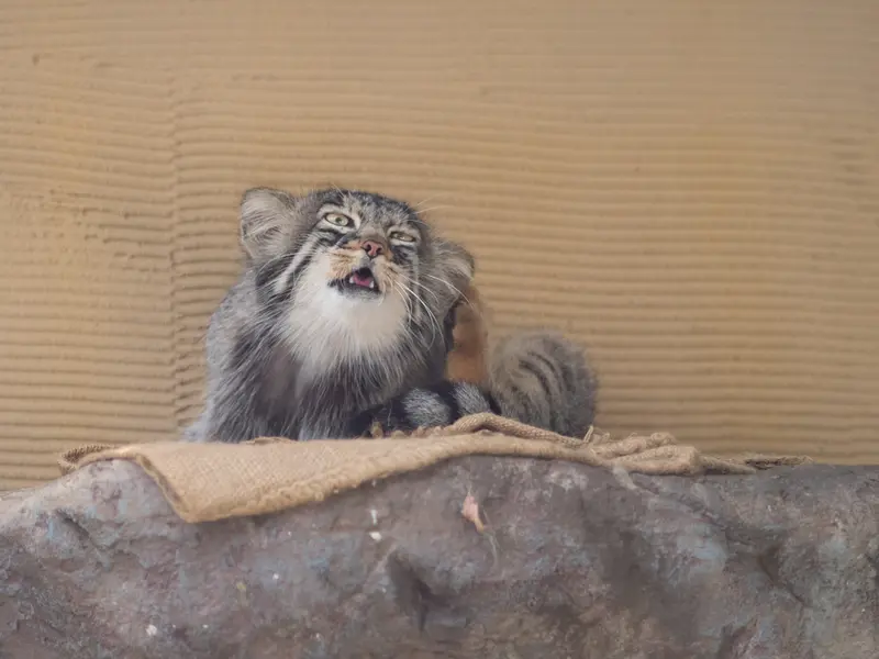 A photograph of Hide in Asahiyama Zoo