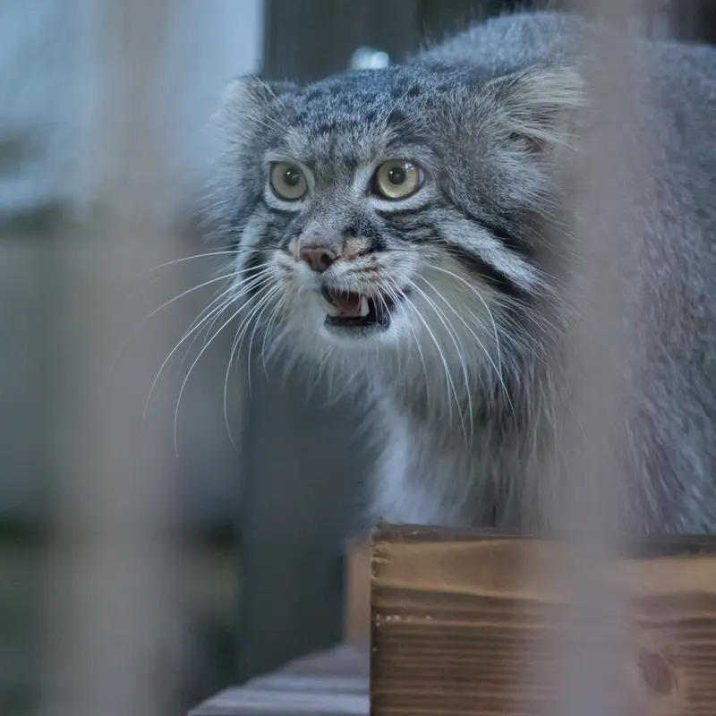 A photograph of Figa in Nogeyama Zoo