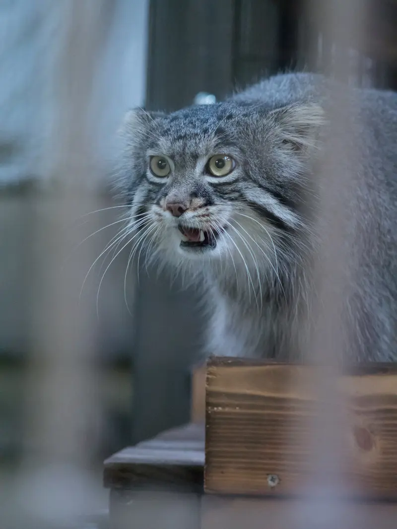 A photograph of Figa in Nogeyama Zoo