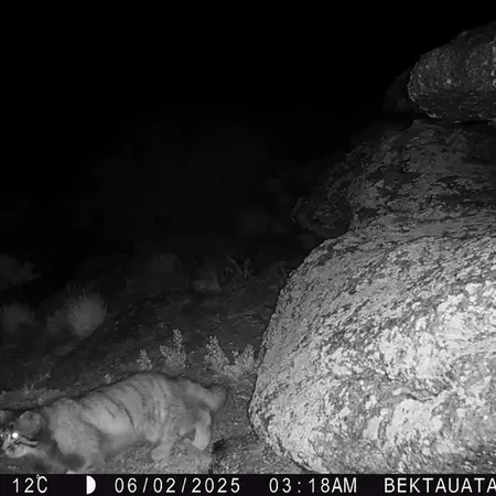 A photograph of Otocolobus manul manul from Bektauata 2 camera trap
