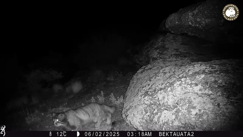 A photograph of Otocolobus manul manul from Bektauata 2 camera trap