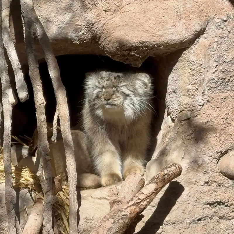 A photograph of Phyllaris in Utah's Hogle Zoo