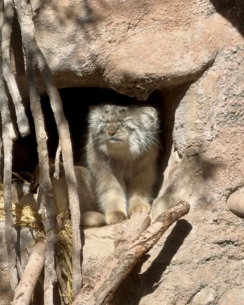 A photograph of Phyllaris in Utah's Hogle Zoo