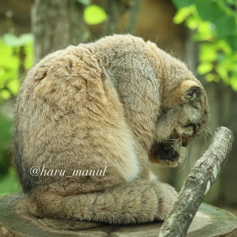 A photograph of Bor in Nasu Animal Kingdom