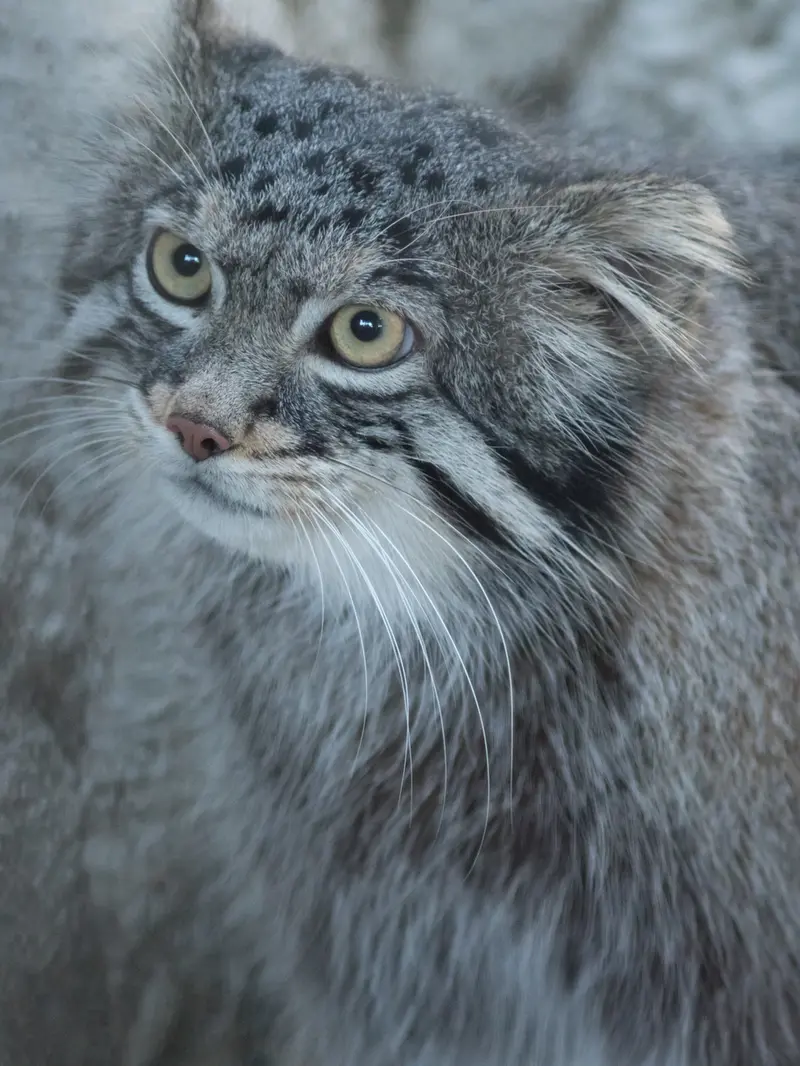 A photograph of Figa in Nogeyama Zoo
