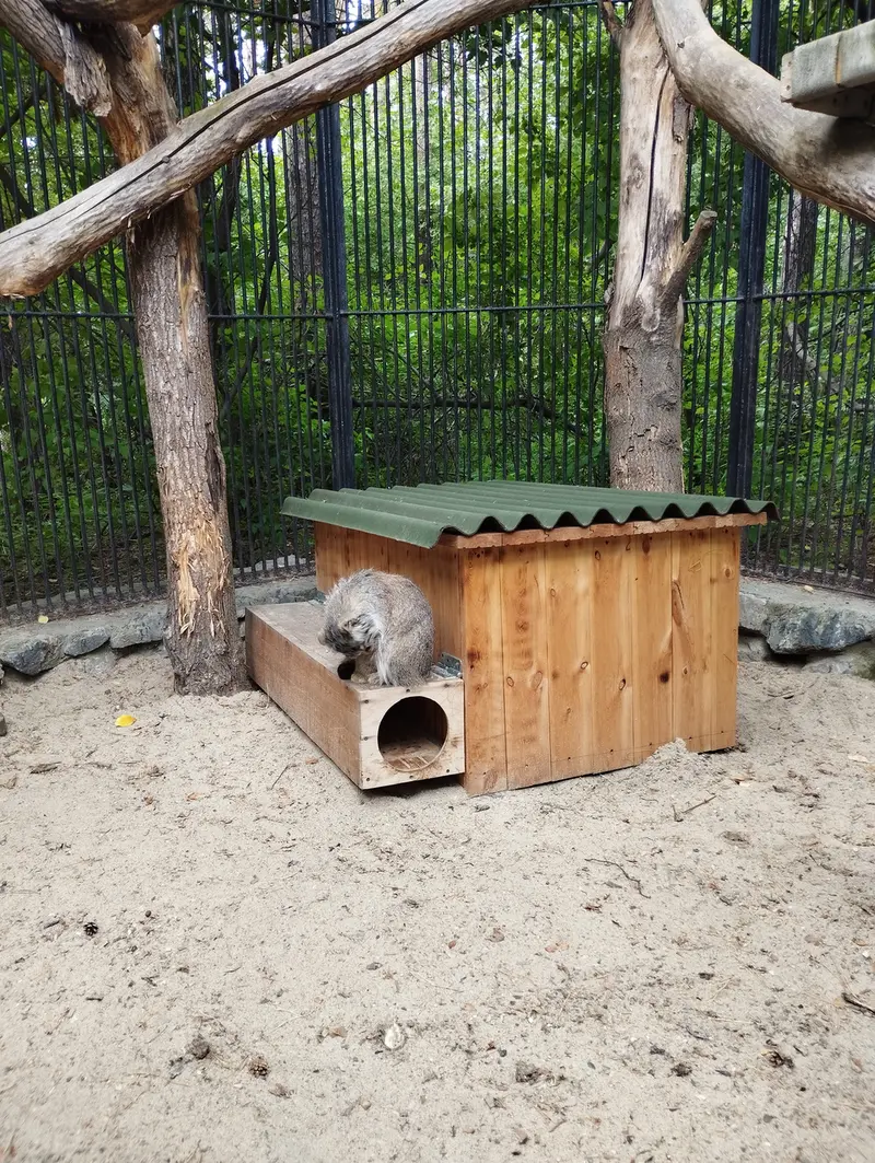 A photograph of a Pallas's cat in Novosibirsk Zoo