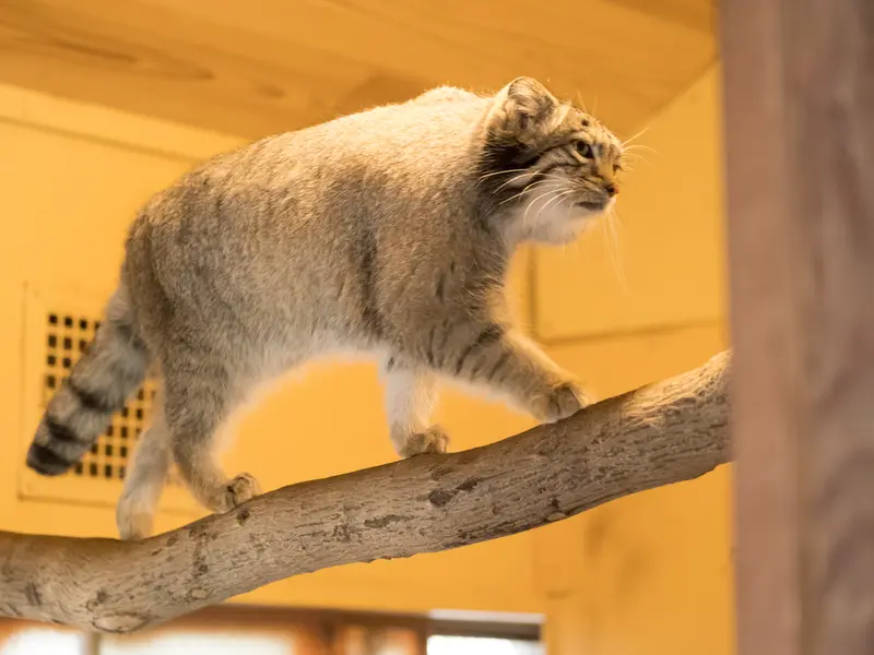 A photograph of Oto in Saitama Children's Zoo