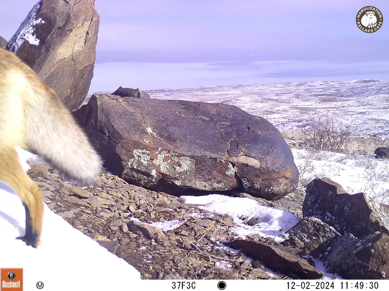 A photograph of Red fox from Koshkar camera trap