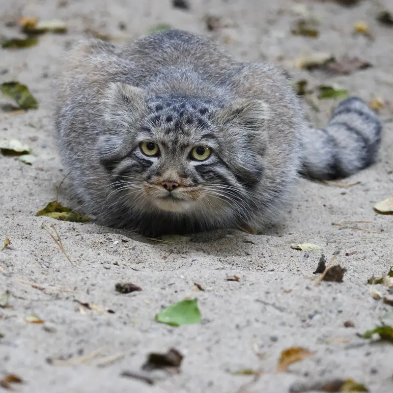A photograph of Son of Adele b.2026 Ⅰ in Novosibirsk Zoo