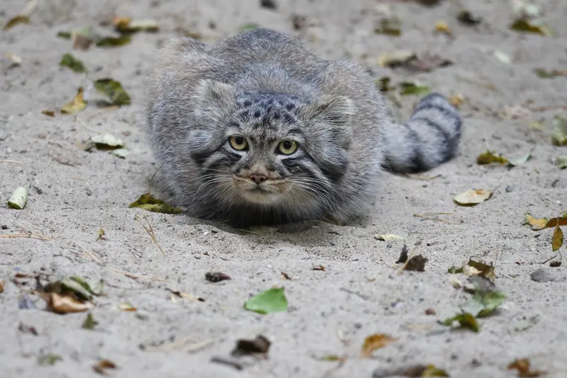 A photograph of a Pallas's cat in Novosibirsk Zoo