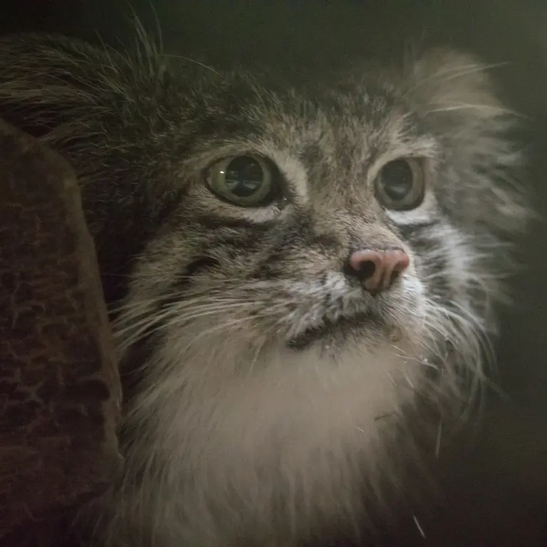 A photograph of Klyon in Ueno Zoological Gardens