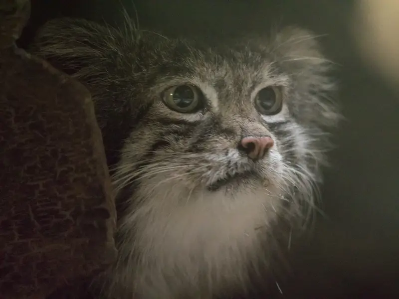 A photograph of Klyon in Ueno Zoological Gardens