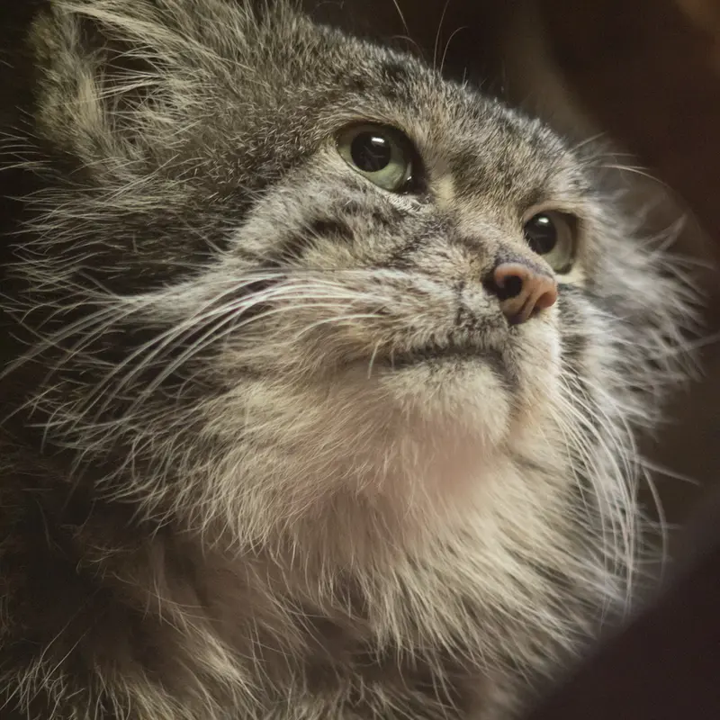 A photograph of Klyon in Ueno Zoological Gardens