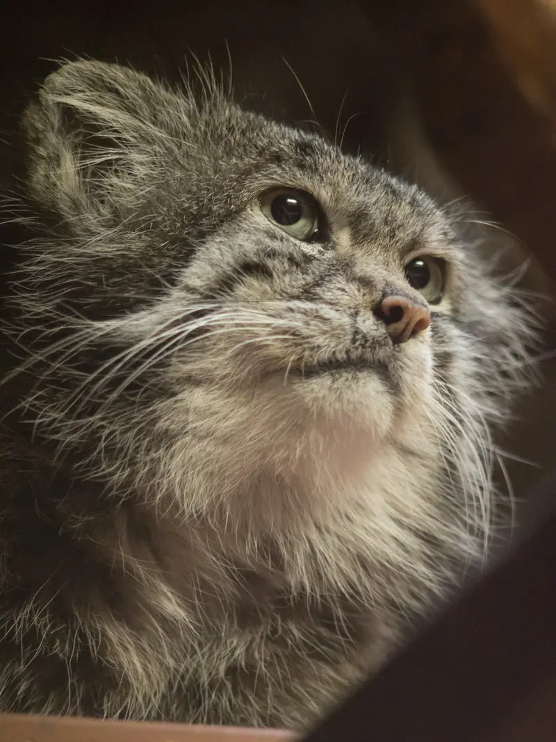 A photograph of Klyon in Ueno Zoological Gardens