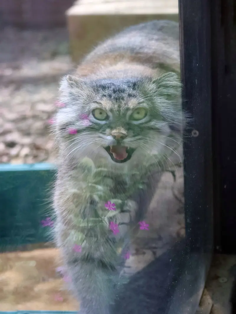 A photograph of Oliva in Saitama Children's Zoo