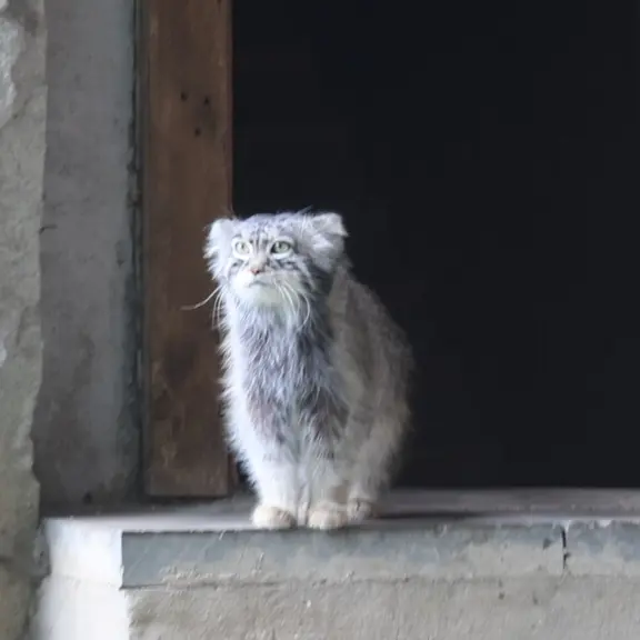 A photograph of a Pallas's cat in Moscow zoo