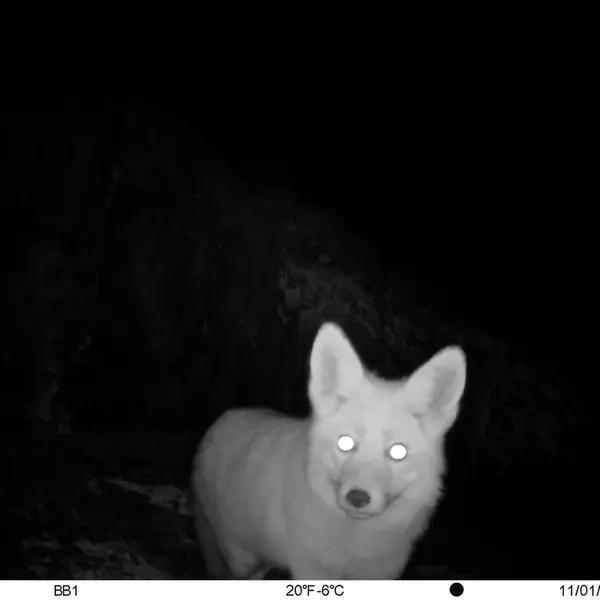 A photograph of Red fox from Aktas-Kunkora camera trap