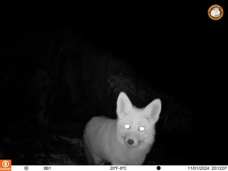 A photograph of Red fox from Aktas-Kunkora camera trap