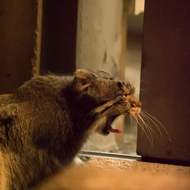 A photograph of Figa in Nogeyama Zoo