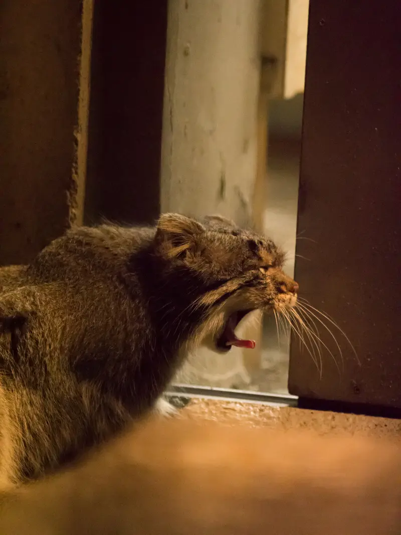 A photograph of Figa in Nogeyama Zoo
