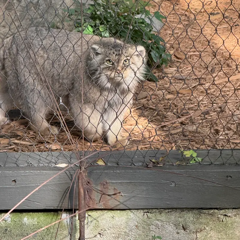 A photograph of Sarnai in Prospect Park Zoo