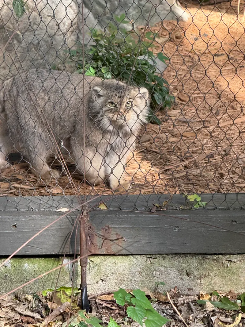 A photograph of Sarnai in Prospect Park Zoo