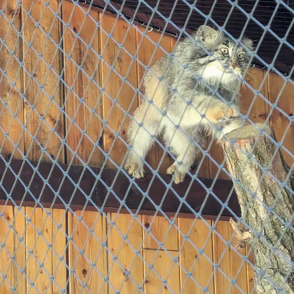A photograph of Makalu in Jihlava Zoo