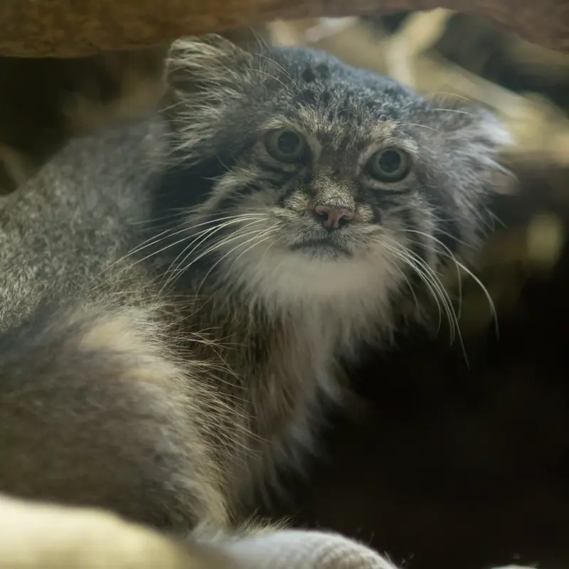 A photograph of Klyon in Ueno Zoological Gardens