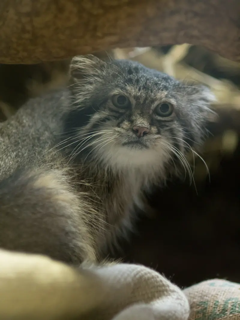 A photograph of Klyon in Ueno Zoological Gardens